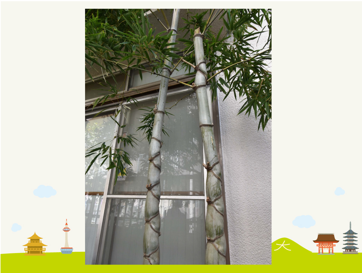 こちらも京都から取り寄せた亀甲竹です。水戸黄門の杖として有名です。